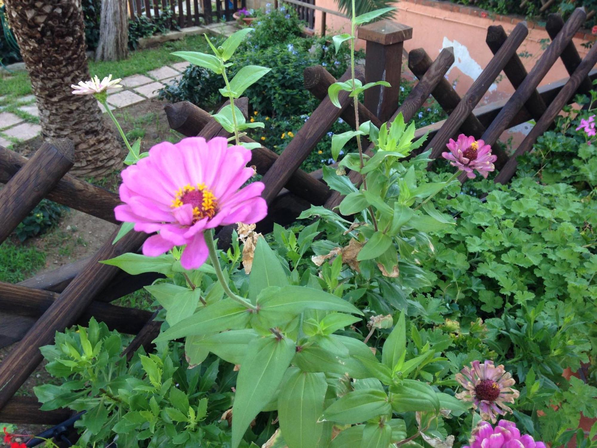 B&B Villa Di Giorgi Cefalù Eksteriør billede